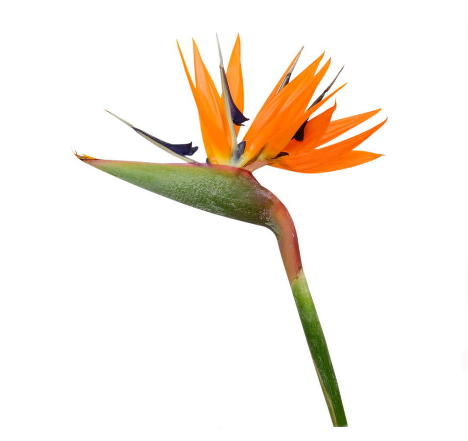 شاخه گل استرلیتزیا (پرنده بهشتی)